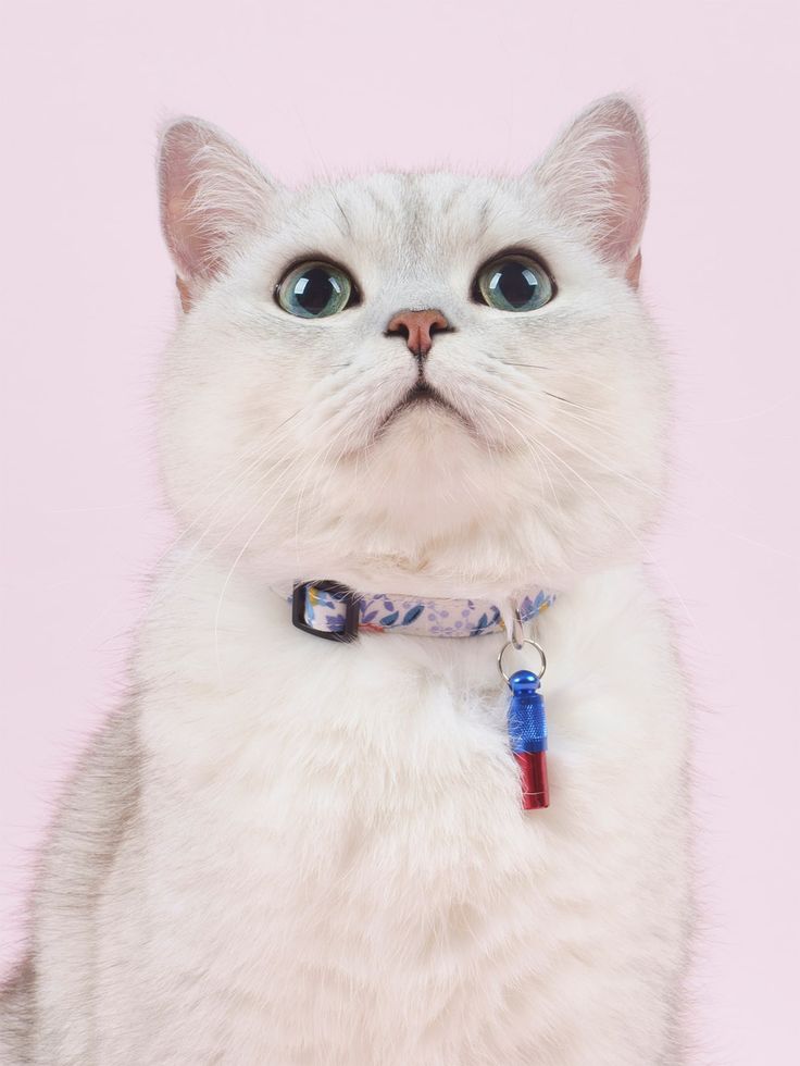 Cat Accessorize