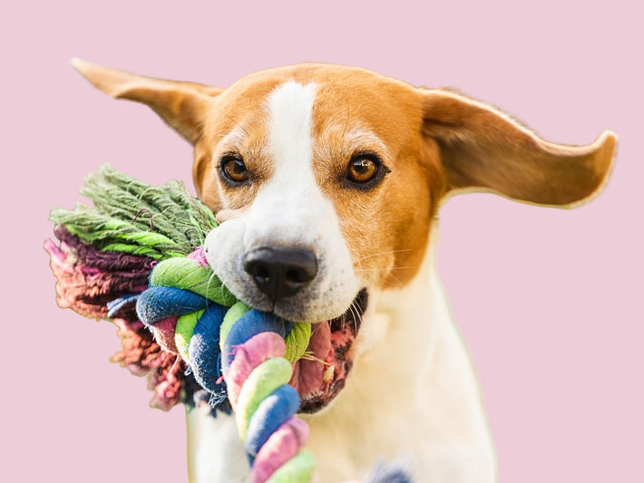 Dog Toys