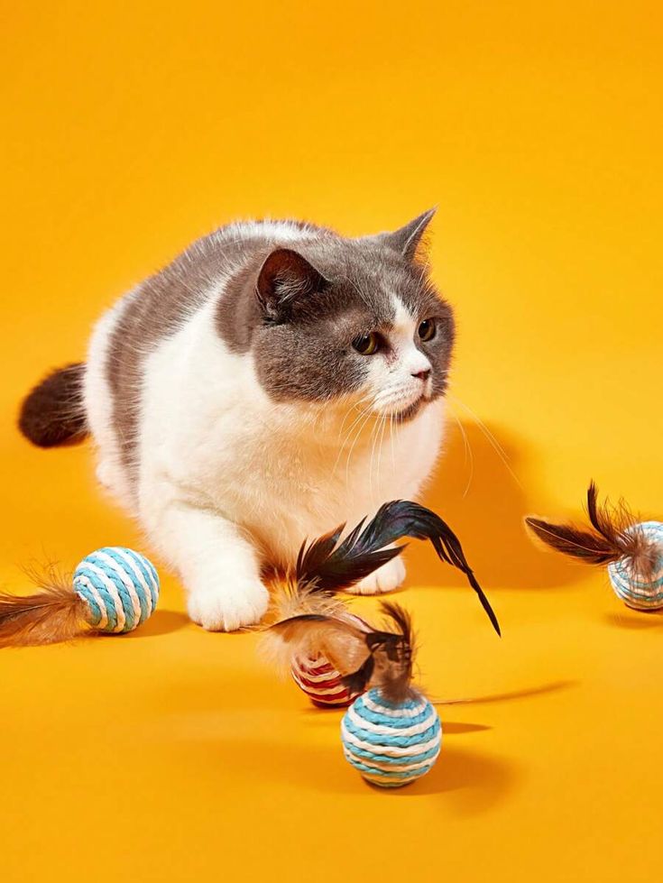 Cat Toys
