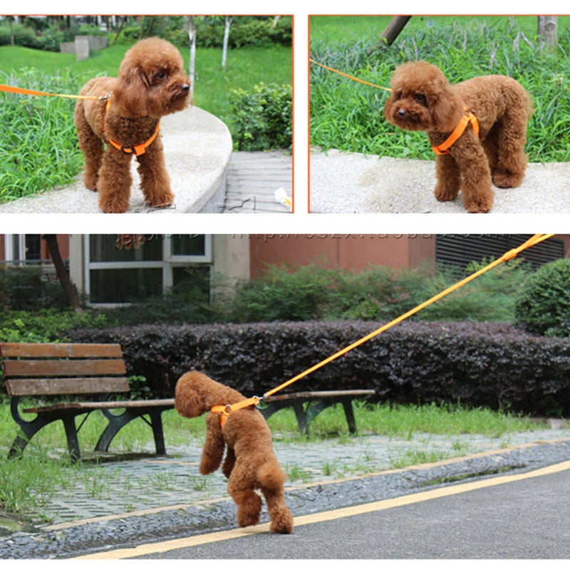 Flashing Light Belt Dog