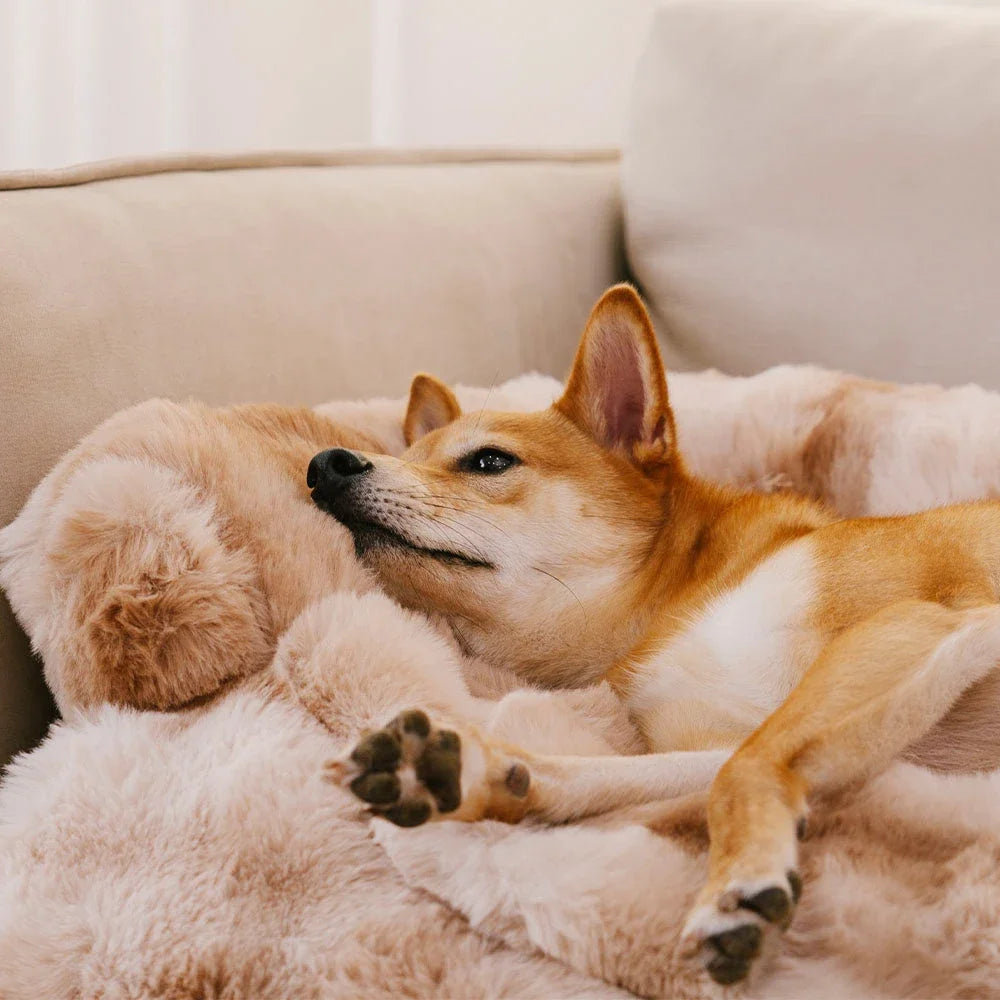 Soft Plush Dog Bed